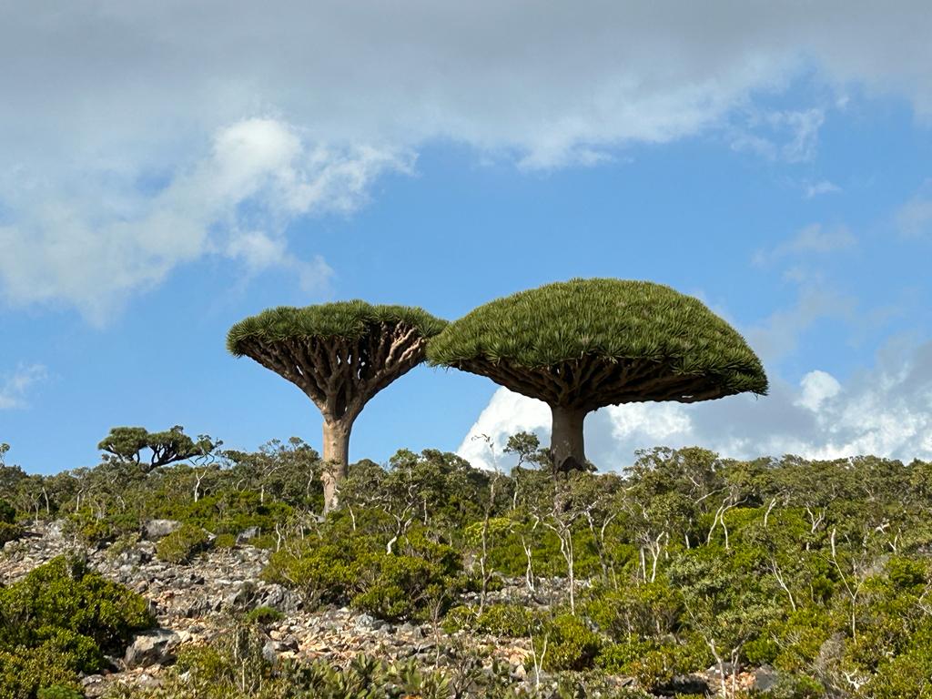 Aa702Ali's tweet photo. Come and discover Socotra island Dragon's Blood Trees (A'arhiyib): used to stop bleeding and to prevent haemorrhaging after childbirth.Also used as cosmetic it's mixed with water and applied to the face and bring a blush to the skin. contact for more inf.
https://t.co/5zTHEuJE5a https://t.co/kShYhiygEt