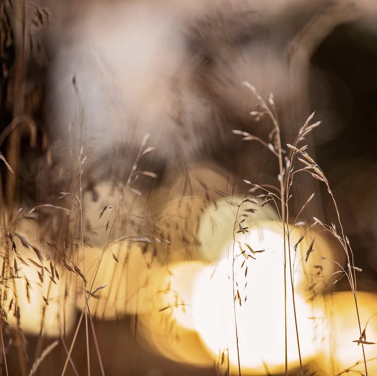 I'm a sucker for sunshine bokeh behind blades of grass.
