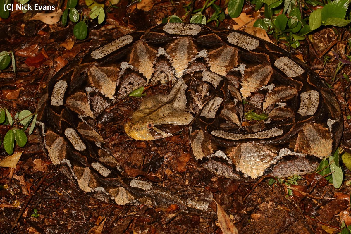 NickEvansKZN's tweet photo. Find of the year for me.
Heard a Bushbaby alarm calling in the forests of St.Lucia, KZN. Went to investigate, and found this outstandingly beautiful Gaboon Adder 😍
#Bitis #Bitisgabonica #snakes #snake #reptile #reptiles #herpetology #herping #KZN #SouthAfrica #Isimangaliso https://t.co/s3jLedTExr