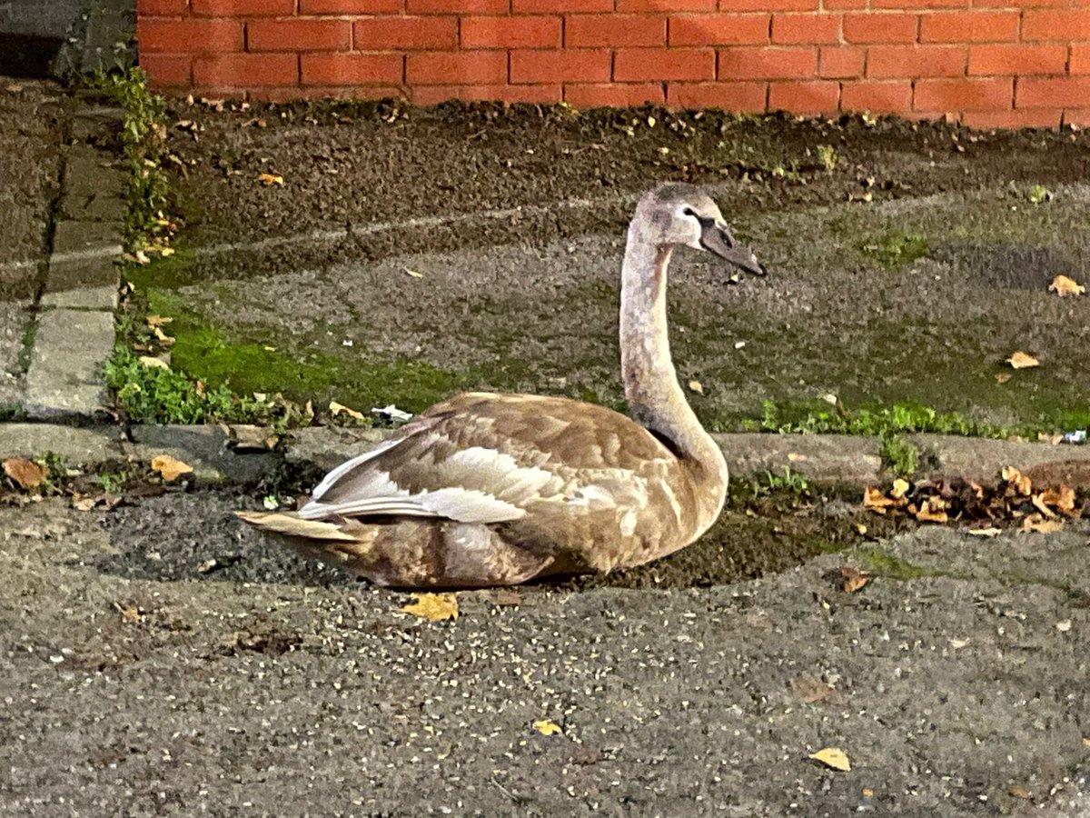 Several calls this evening to a number of young swans who had failed on their maiden flights, resulting in crash landings on highways. Our thanks to the members of the public who called us, to get the animals the assistance required.