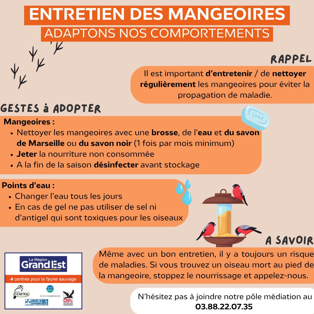 Réseau Centres de soins faune sauvage (@reseaufaune) on Twitter photo #MardiConseil tardif mais #MardiConseil quand même !
Cette semaine, le Centre de Soins LPO Alsace nous rappelle l'importance de procéder à un nettoyage très méticuleux de nos mangeoires afin d'éviter qu'une initiative pleine de bonne volonté se révèle contreproductive 🧼🧽
1/2 #MardiConseil tardif mais #MardiConseil quand même !
Cette semaine, le Centre de Soins LPO Alsace nous rappelle l'importance de procéder à un nettoyage très méticuleux de nos mangeoires afin d'éviter qu'une initiative pleine de bonne volonté se révèle contreproductive 🧼🧽
1/2