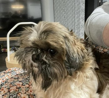 millypod1's tweet photo. 🆘9 NOV 2024 #Lost PEANUT #ScanMe
Tri coloured Shih Tzu Female *HAS ONE EYE*
Spalding Road, Twenty, Bourne, #Lincolnshire #PE10
https://t.co/bycddFzwTa https://t.co/Qtq3faO6wi