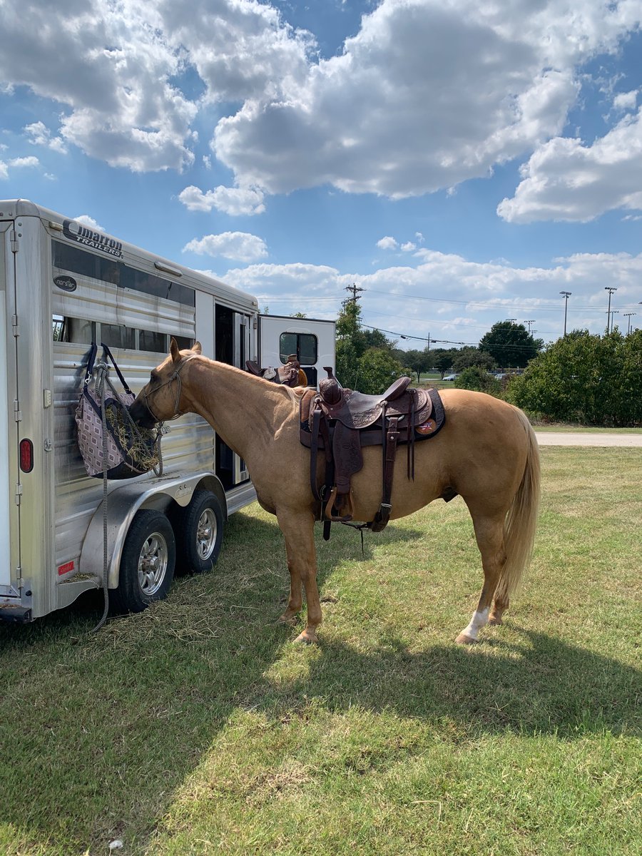 Getting ready for fall shows.
As good a ride as there is.

#smartlittlelena #AQHA #quarterhorse #Yellowstone