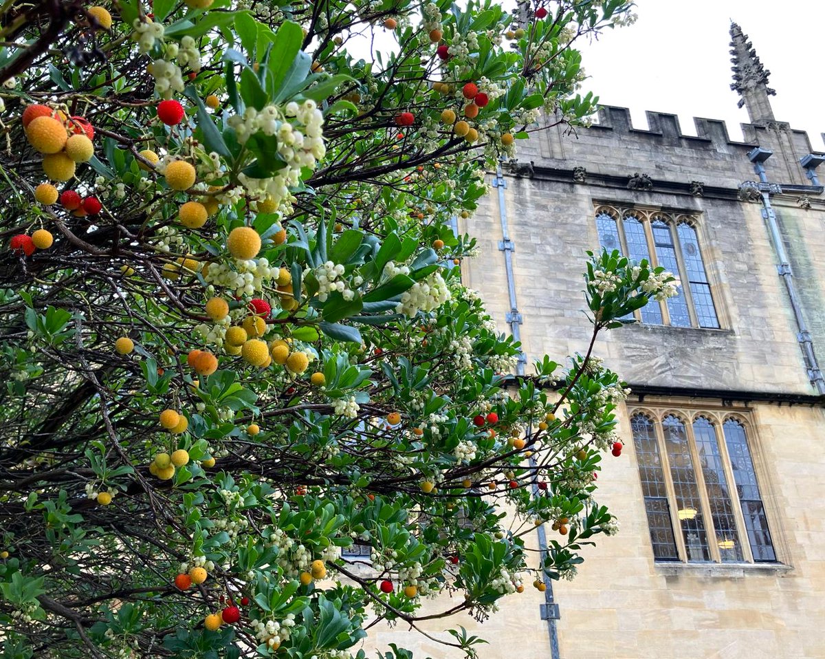 beatricegroves1's tweet photo. A beautiful strawberry tree beside @bodleianlibs #Oxford  🍓🌳❤️
Arbutus first came to England in 1586 sent as a gift from Ireland to Walsingham and the Earl of Leicester. 
I love that it both flowers &amp; fruits in November! https://t.co/k9fQCnsdTM