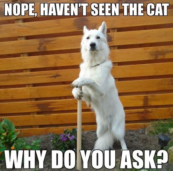 WholesomeMemes (@wholesomememe) on Twitter photo 