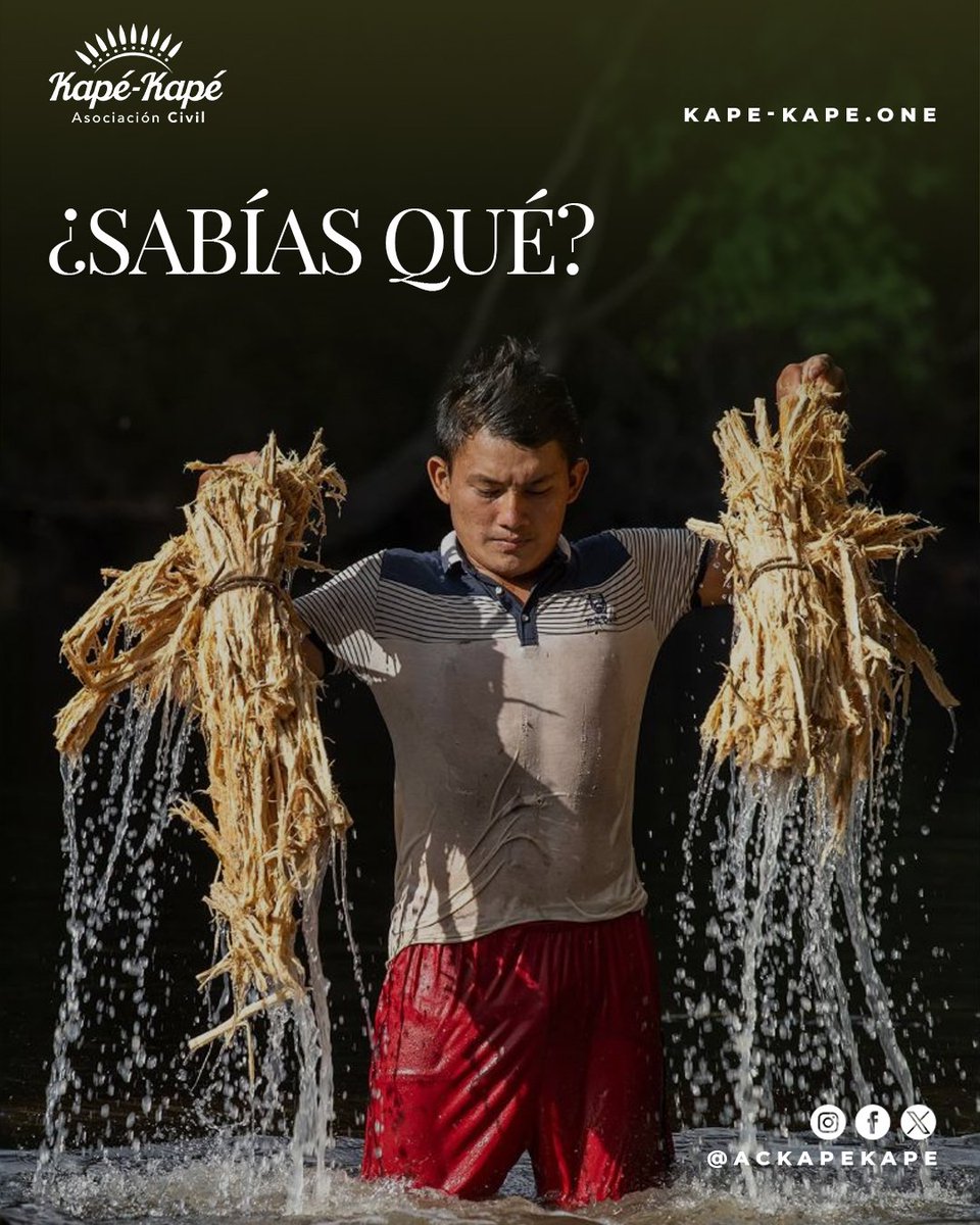 Las comunidades indígenas lideran la protección del medio ambiente. Viven en armonía con su entorno y, donde tienen el control de la tierra, los bosques y la biodiversidad florecen.

¿Qué opinas sobre esta interesante realidad? 🌿