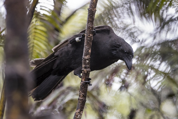 Dr Alison Greggor (@alisongreggor) on Twitter photo 1/25 #BOUsci24 #SESH7
Want to learn more about what goes into an avian translocation? Stay tuned for some science, partnership and fun facts about ‘alalā, the last remaining corvid of the Hawaiian islands… #ornithology📸<a href="/sandiegozoo/">San Diego Zoo Wildlife Alliance</a> 1/25 #BOUsci24 #SESH7
Want to learn more about what goes into an avian translocation? Stay tuned for some science, partnership and fun facts about ‘alalā, the last remaining corvid of the Hawaiian islands… #ornithology📸<a href="/sandiegozoo/">San Diego Zoo Wildlife Alliance</a>