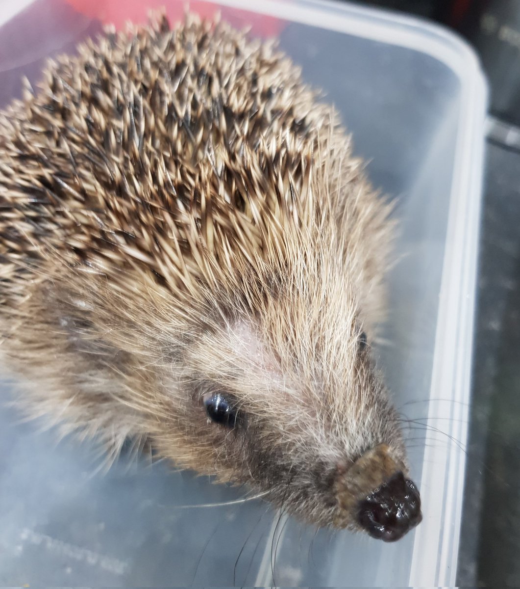 Poppy's Crêche Hedgehog Rescue & Rehabiltation tweet media