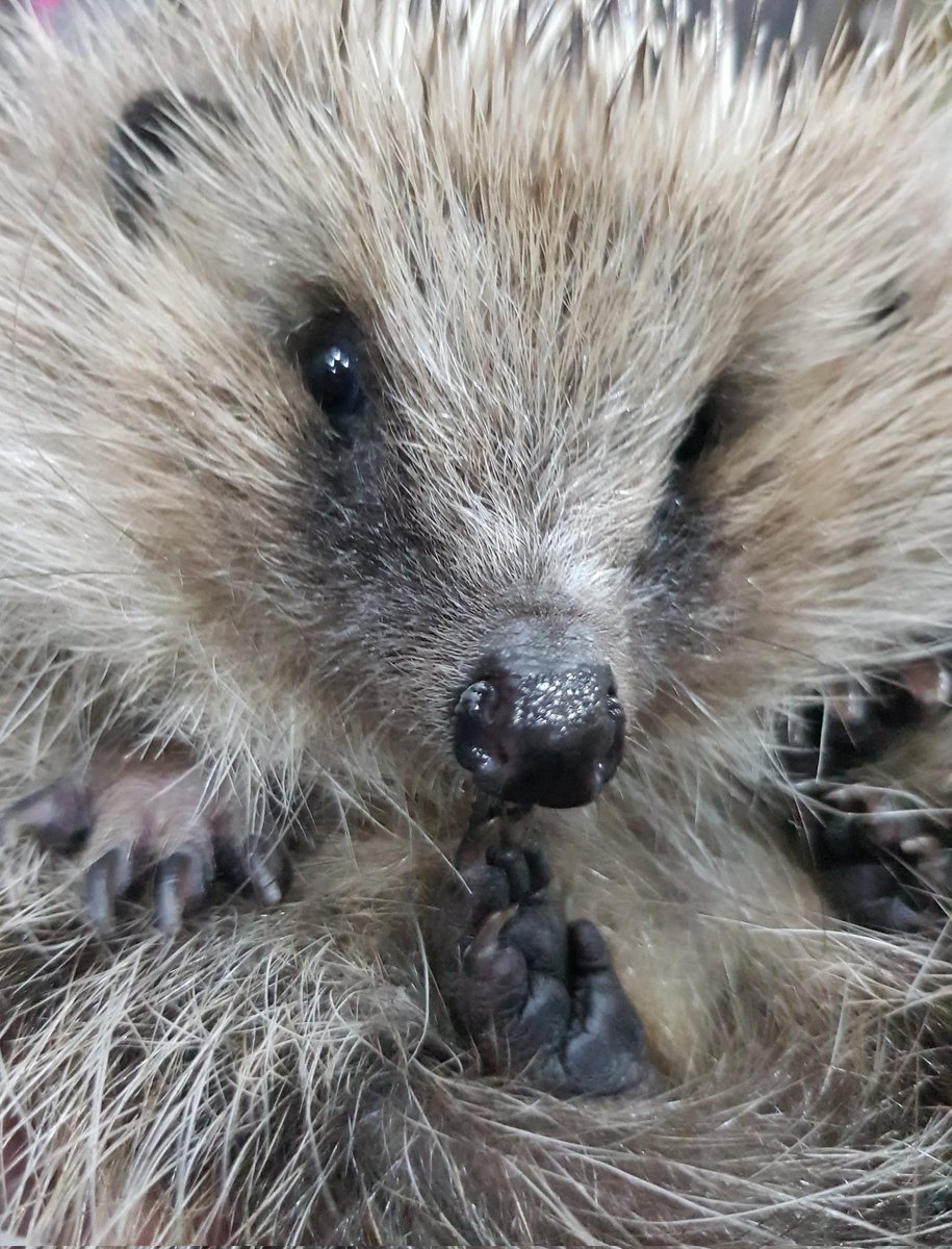 Time has come to close Poppys Creche #hedgehog rescue doors for the last time.
Ann &amp; Chris would like to thank all the amazing people &amp; #pricklypals who have supported us over the years, we are so very grateful to you all.  
We have made some amazing friends over the yrs.