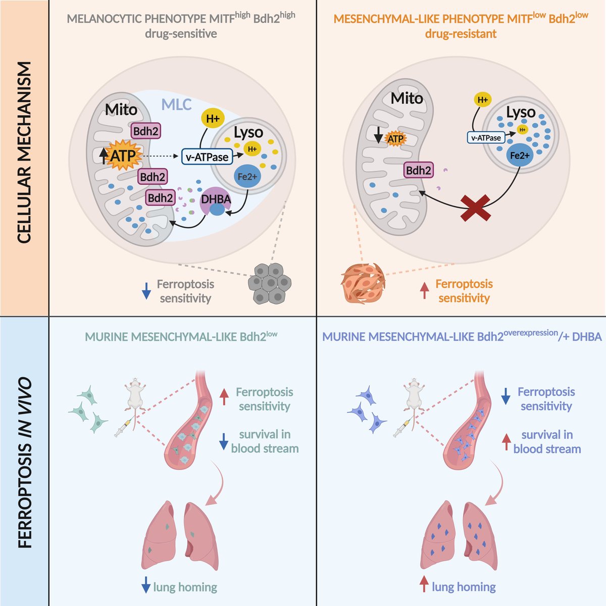 🥳 Happy to share our new preprint where we describe the molecular machinery regulating iron transport between lysosomes and mitochondria, how it controls the melanoma drug tolerant persister state and the consequences of its perturbation on ferroptosis
👉 researchsquare.com/article/rs-534…