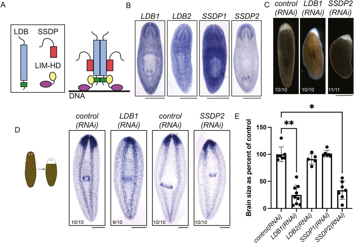 Developmental Biology tweet media