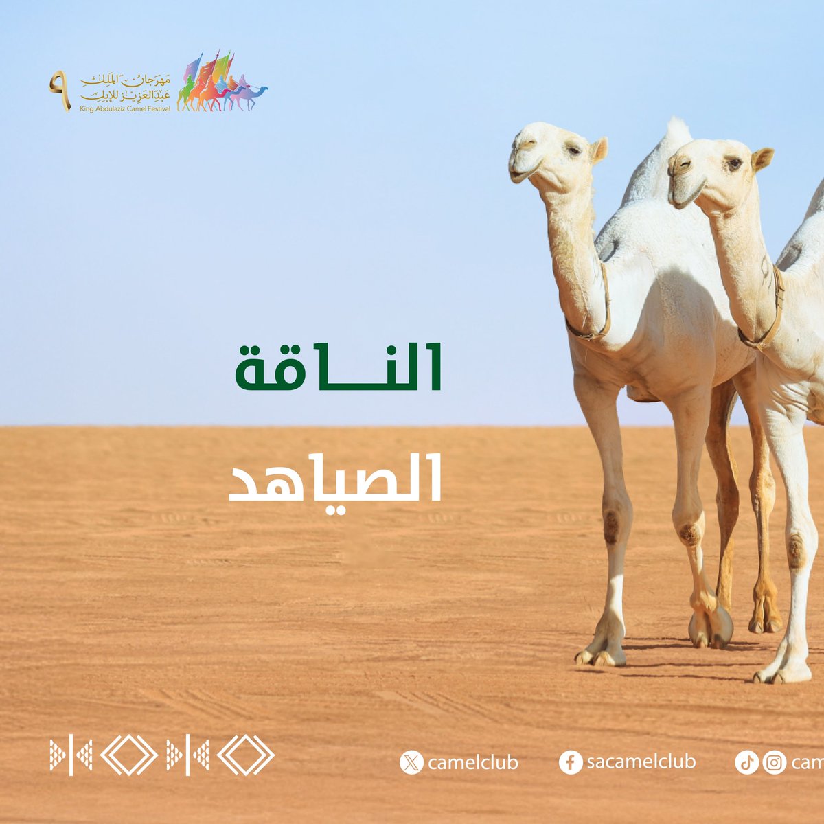 CamelClub's tweet photo. عزّنا.. وماضينا وحاضرنا 🐪🇸🇦 

#مهرجان_الملك_عبدالعزيز_للإبل9 https://t.co/Cazg6KzSjY