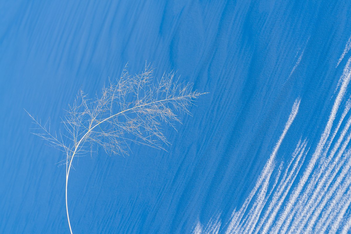 I love photographing in the desert. You never know what life you might find holding on.