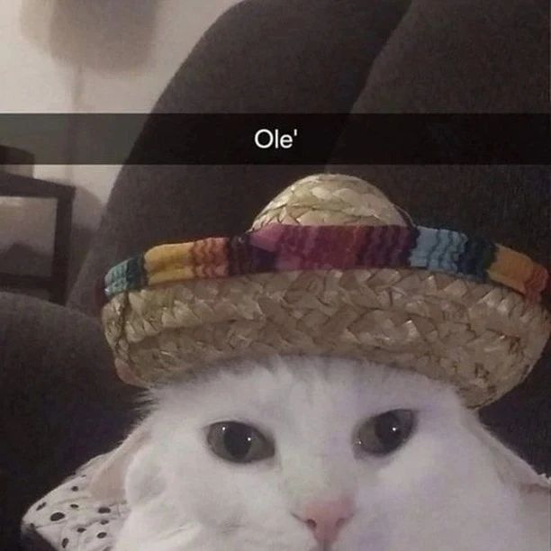smol silly cat tweet media