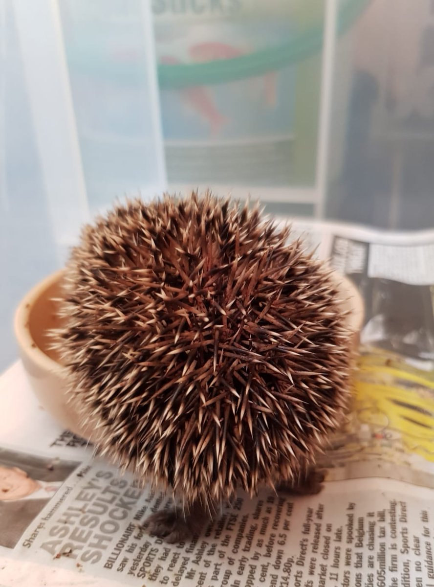The couple will continue to provide VIP expert care to those #hedgehogs currently in the rescue until they are ready for spring release. Longterm disabled #hedgehog residents will also continue to be looked after in the manner they have become accustomed &amp; always will have a home
