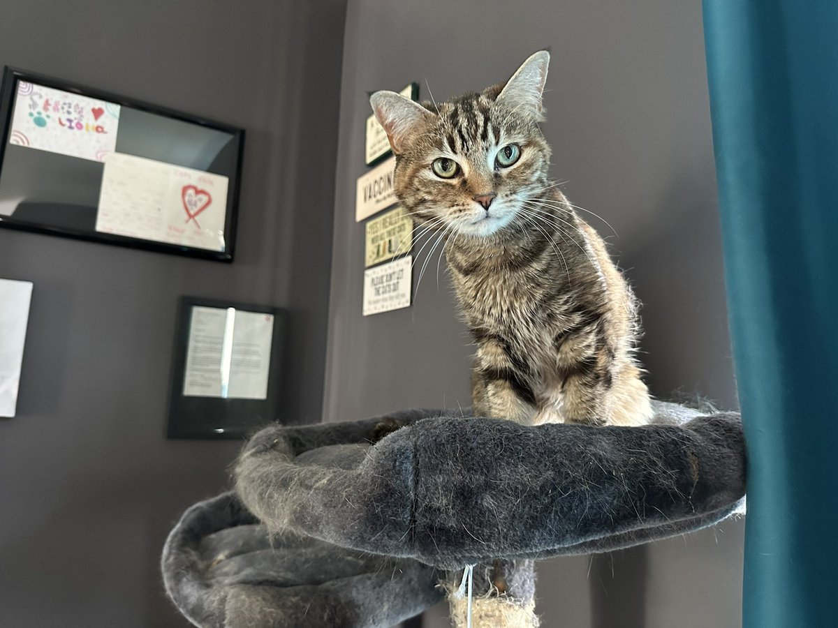 Stray Liotta, Hey Spots! tweet media