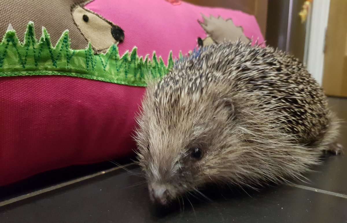 We will use our pages to celebrate sucesses and plight of other rescue centres, raise awareness and share our amazing followers stories. We will still be available for guidance &amp; tips on how to look after your #hedgehog visitors.
Much love to all 💚💙🩵💓🦔🦔🦔🦔🦔🦔