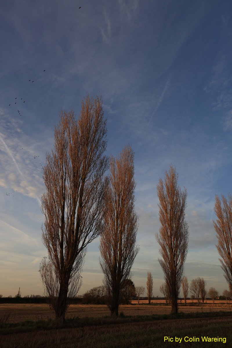 ColinWareing1's tweet photo. Had a walk down Crabtree Lane and back across the railway line near Burscough late this afternoon. Images straight out of the camera. @CanonUKandIE @OPOTY @AP_Magazine @TimesPictures @LancashirePics #flatlands @StormHour @photohour @guardianphotos @FarmersGuardian #lancashire https://t.co/E8cnUpuKWZ