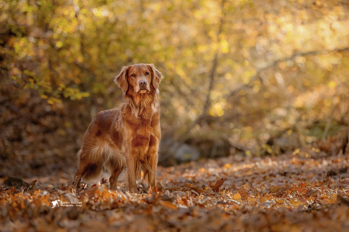 khphotography's tweet photo. Golden Autumn Light
#goldenretriver #goldenretrievers #autumn #fallportraits #karenhockerphoto #dogs #karenhockerphotography #professionalphotographer #professionaldogphotographer https://t.co/7DM8DzfBE7