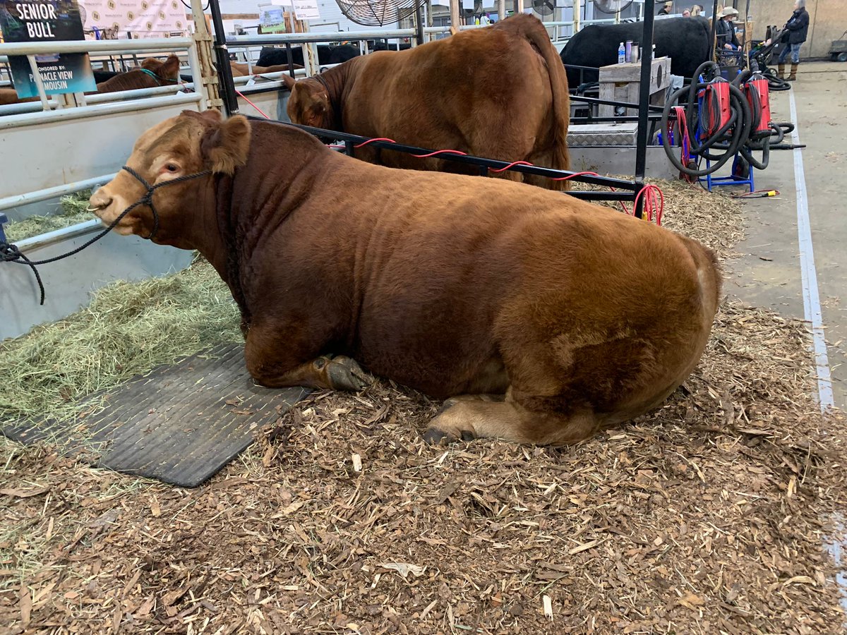 Sinkuniayeg's tweet photo. #Alberta #Expocentre #Farmfair #yeg #Edmonton #Canada #animalwelfair https://t.co/T8ZyAK7PKV