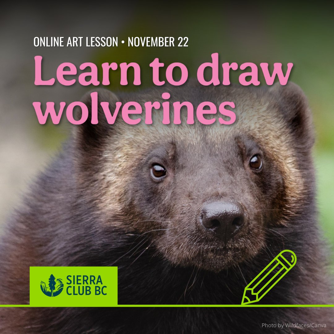 Reminder: the last Learn to Draw of the year is coming up, featuring wolverines!

📆 Fri Nov 22 @ 1 PM

This online art lesson will be led by scientific illustrator  Dr. Julius  Csotonyi with guest Rebecca Watters from the Wolverine Foundation.

Sign up: sierraclub.bc.ca/learn-to-draw-…