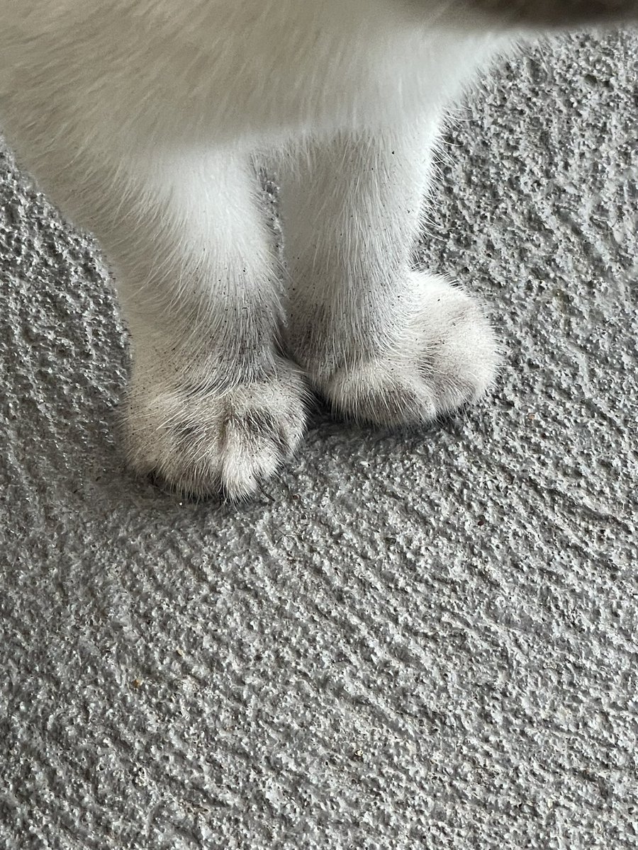 All pretty girls have feet like this