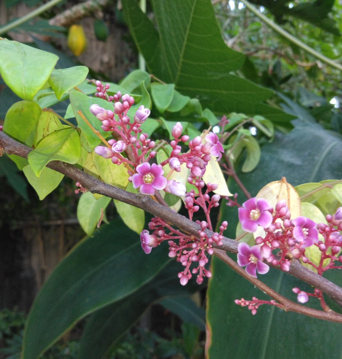 スターフルーツ