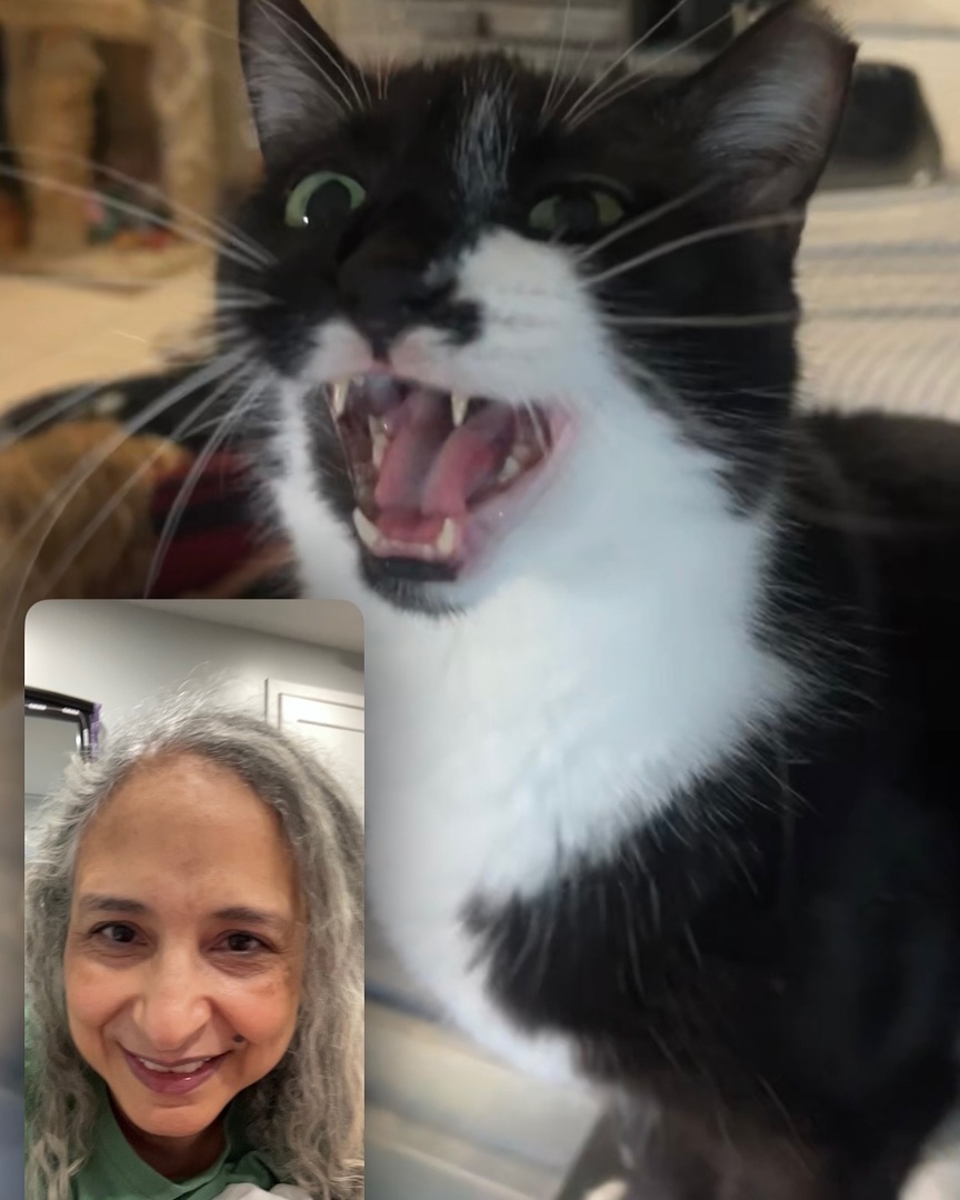 SaharAker's tweet photo. Beauty lately… including a super important FaceTime convo with BonBon, delicious dairy-free nachos, and a little fun. 😆

A reminder that while not every day is beautiful, there is beauty in every day. 

#ichoosebeauty #beautyiseverywhere #findthejoy #l… https://t.co/Qxv4VvJmYh https://t.co/tnokwEY31N