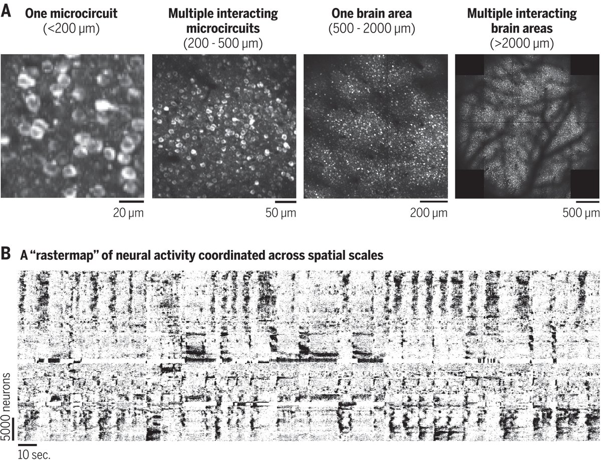 ScienceMagazine's tweet photo. A new #ScienceReview looks at both the advances in technology for large-scale neural activity recording over the past decade and recent developments in analytic tools and approaches to make sense of the resulting complex, high-dimensional data. 

Learn more: https://t.co/3MYUlNlOUm
