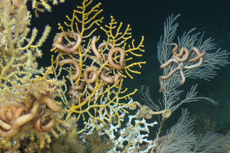 DeepSeaConserve's tweet photo. 🗓️Today the 43rd annual meeting of the North-East Atlantic Fisheries Commission started in London. We’re hopeful that #NEAFC will take the next step and commit to biodiversity protection to ensure these vital, fragile ecosystems are truly safeguarded!
#ProtectSeamounts
© NOAA https://t.co/WndLD7Eupo