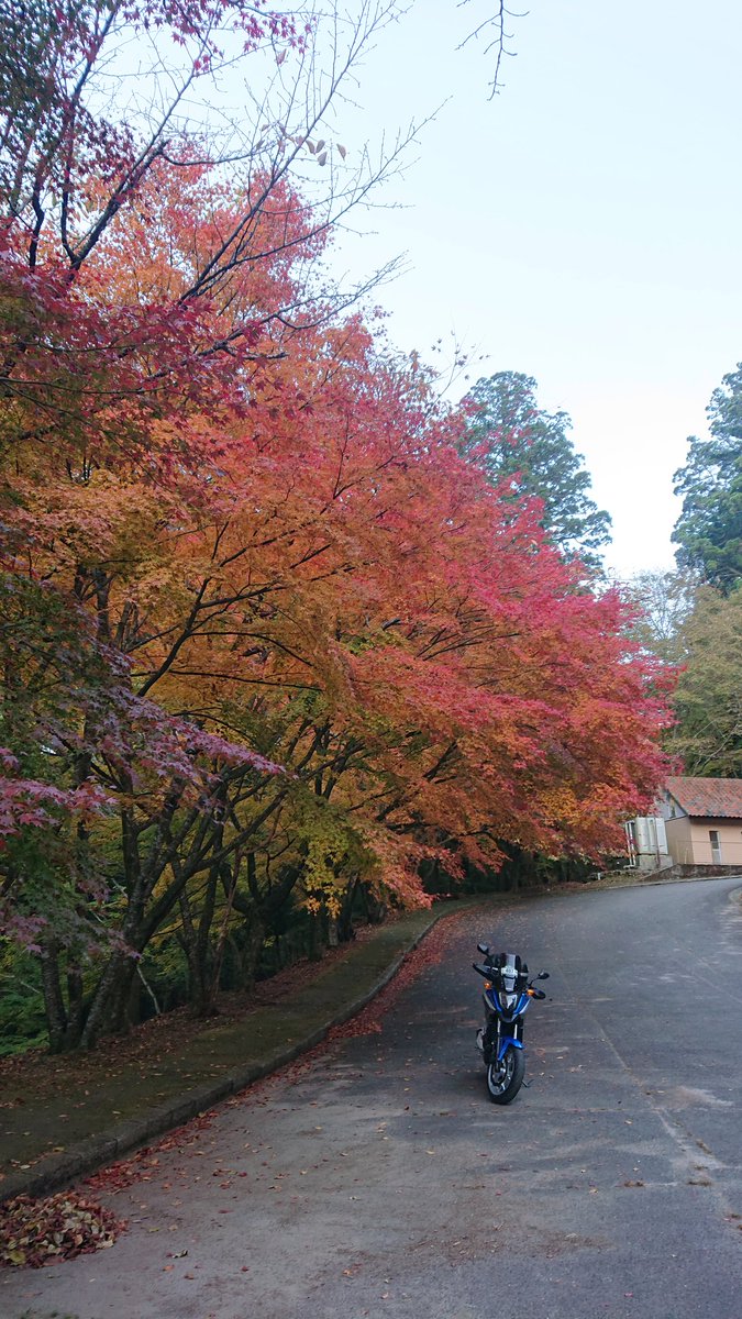 VFRhide3's tweet photo. 皇紀2684年令和6年11月13日太陰暦10月13日
おはようございます😃 https://t.co/tYN7YHMWjt