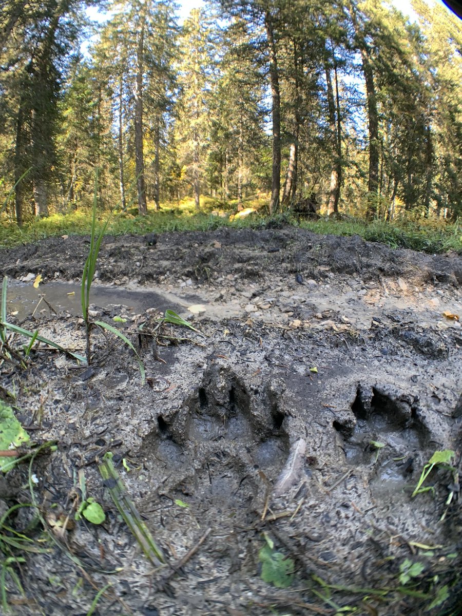Fridolin Zimmermann (@zifridolin) on Twitter photo Wolves Across Borders Special Issue is now live! 23 papers on #Wolf #Ecology. #OpenAccess! nsojournals.onlinelibrary.wiley.com/toc/1903220x/c…? <a href="/WildlifeBiol/">Wildlife Biology</a> <a href="/WolvesBorders/">Wolves Across Borders @wolvesborders.bsky.social</a> Wolves Across Borders Special Issue is now live! 23 papers on #Wolf #Ecology. #OpenAccess! nsojournals.onlinelibrary.wiley.com/toc/1903220x/c…? <a href="/WildlifeBiol/">Wildlife Biology</a> <a href="/WolvesBorders/">Wolves Across Borders @wolvesborders.bsky.social</a>