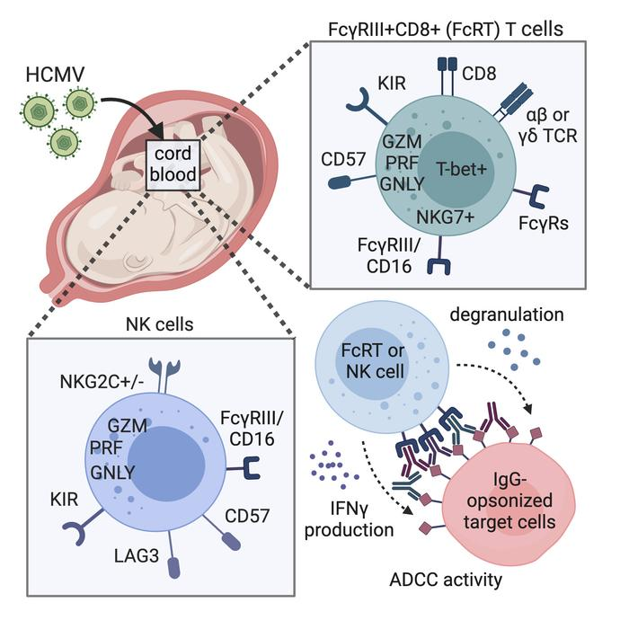 Waggoner Lab (@labwaggoner) on Twitter photo FcγRIII+ CD8+ T cells elicited in utero by HCMV infection can execute Fc-mediated effector functions bridging cellular and humoral immunity, a promising target for Ab-based therapeutics in early life <a href="/jclinicalinvest/">Journal of Clinical Investigation</a> <a href="/eleanor_semmes/">Eleanor Semmes</a> <a href="/SalliePermar/">Sallie Permar MD PhD</a>
jci.org/articles/view/… FcγRIII+ CD8+ T cells elicited in utero by HCMV infection can execute Fc-mediated effector functions bridging cellular and humoral immunity, a promising target for Ab-based therapeutics in early life <a href="/jclinicalinvest/">Journal of Clinical Investigation</a> <a href="/eleanor_semmes/">Eleanor Semmes</a> <a href="/SalliePermar/">Sallie Permar MD PhD</a>
jci.org/articles/view/…