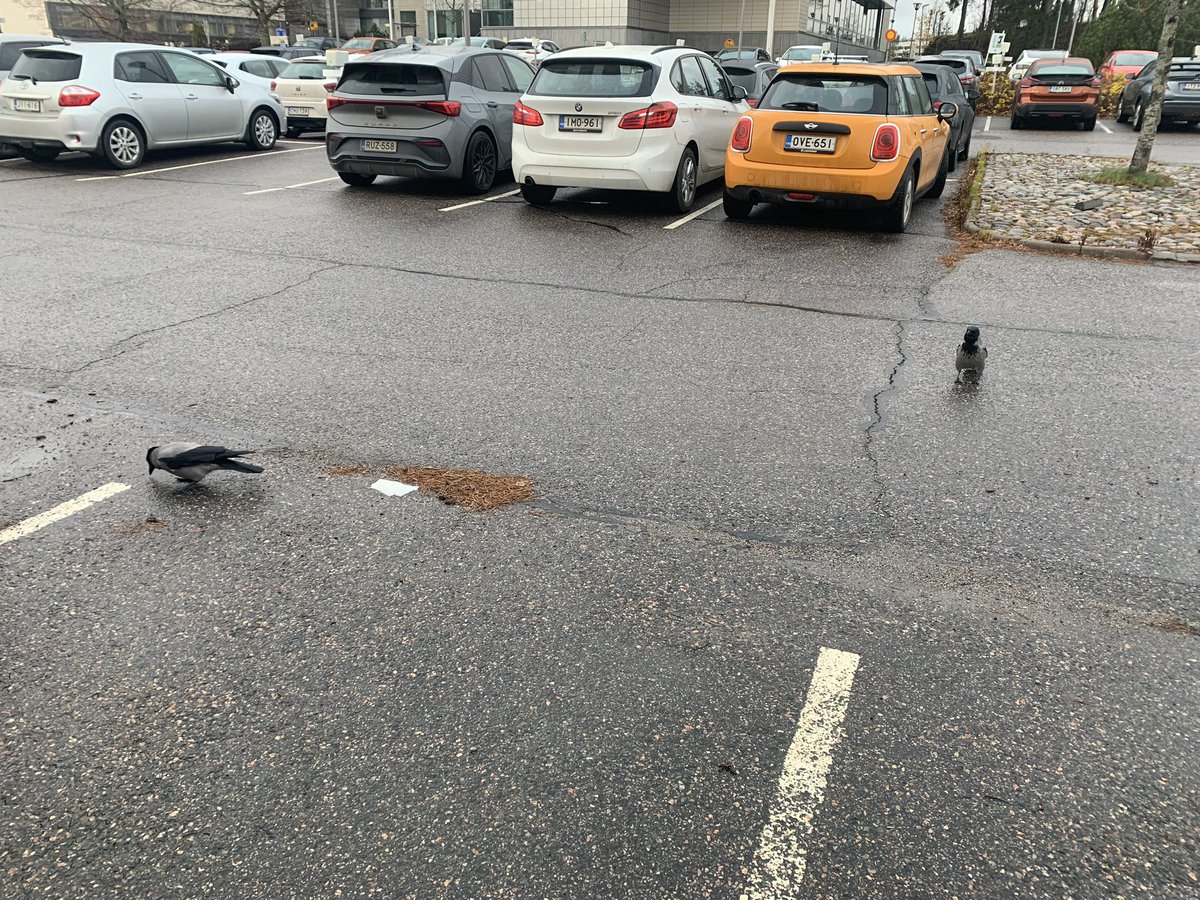 DailyCorvids's tweet photo. Me 'n my homie trying to find where the FUCK we parked the car https://t.co/EXC4y6SC2S