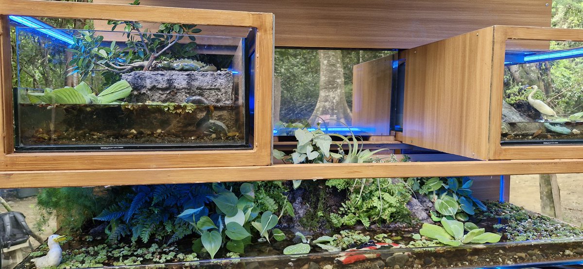 ¡La obra ‘Biodiversity Jenga’ ya está en el Jardín Botánico de Cali! 

Es una instalación de más de 6 metros que despertó la admiración en la Zona Azul de COP16 y que fue entregada para compartir su mensaje de conservación y protección de los 19 ecosistemas de nuestra región.