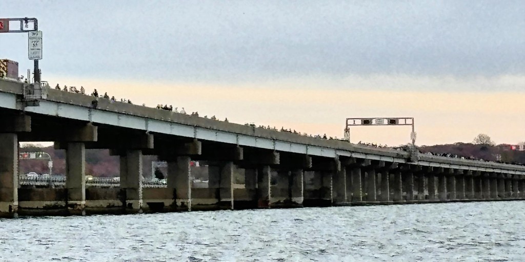 BaltCoPolice's tweet photo. 🌊🎉 Big shoutout to our incredible #Marine Unit for securing the waters during the Bay Bridge Run! Your dedication keeps us safe and sound! 💪⚓ #BCoPD #BayBridgeRun #MarineHeroes https://t.co/O3a1PiS0on