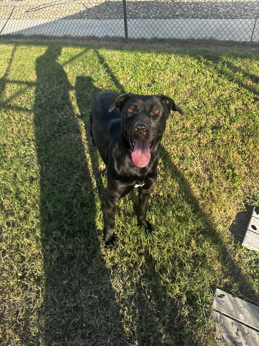 Meet Nita! ♥️ This playful 2 yr adores people and other dogs, and she's always ready for fun, whether it's splashing around in water or enjoying some active play. She's looking for a loving forever home, with just one tiny requirement: no chickens, please! ⭐️
#AdoptNita