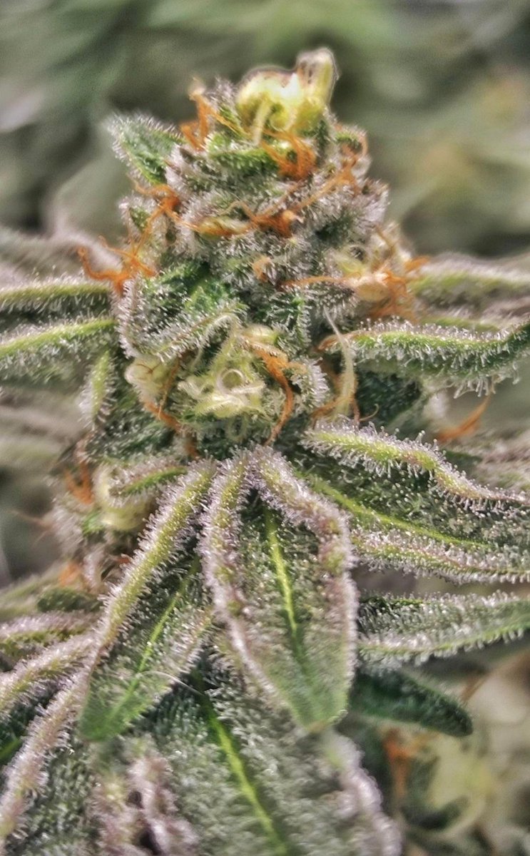 Una delicia para el paladar 🧀🍯💫 
#CandyCreamGoFast <a href="/IntKannabia/">Kannabia Seeds Int</a>
#photooftheday #jardinería #PasiónPorLasPlantas