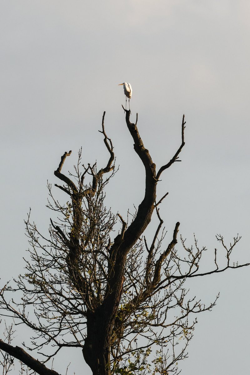 Trishsnaturepix's tweet photo. SunnyMonday at #belvide Nice to see my 1st local #whooper of the season, Lscaup still, redshank,bltailed gwit, flock of 30+ Gplover, bullfinch and did a double take of where this GWE was happily perched at the end of the day #TwitterNatureCommunity
#TwitterNaturePhotography https://t.co/BG2bYQ66eY
