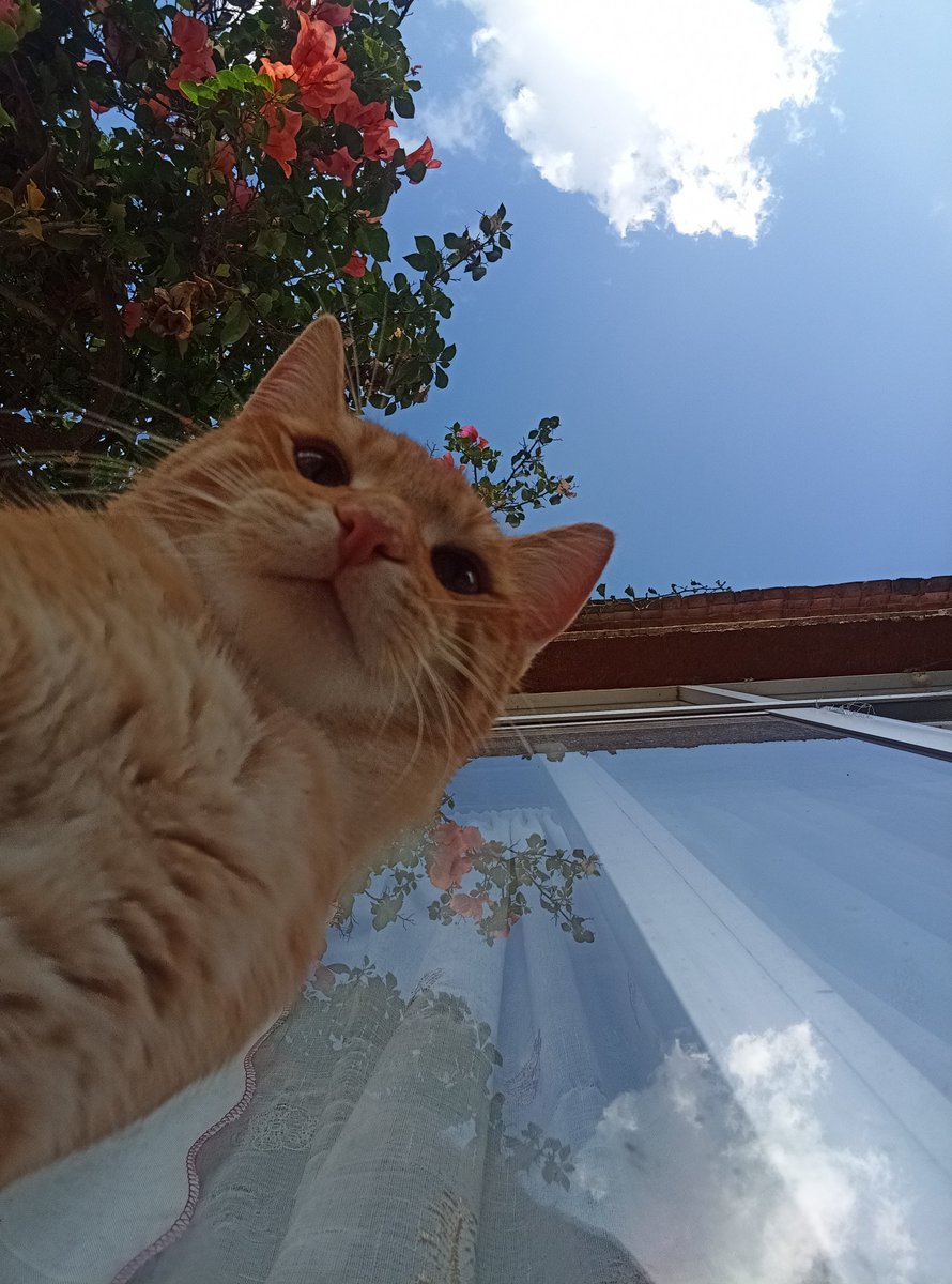Verx09's tweet photo. No creía mucho en la reencarnación, hasta que Papi murió, muchas veces soñaba que regresaba y la tristeza me invadía, hace unos meses nació Güero y desde que llegó a este mundo supe que mi primer bebé busco la manera de volver a mi, sé que suena loco pero me da paz 🥹💫 https://t.co/dOPeoFG8as