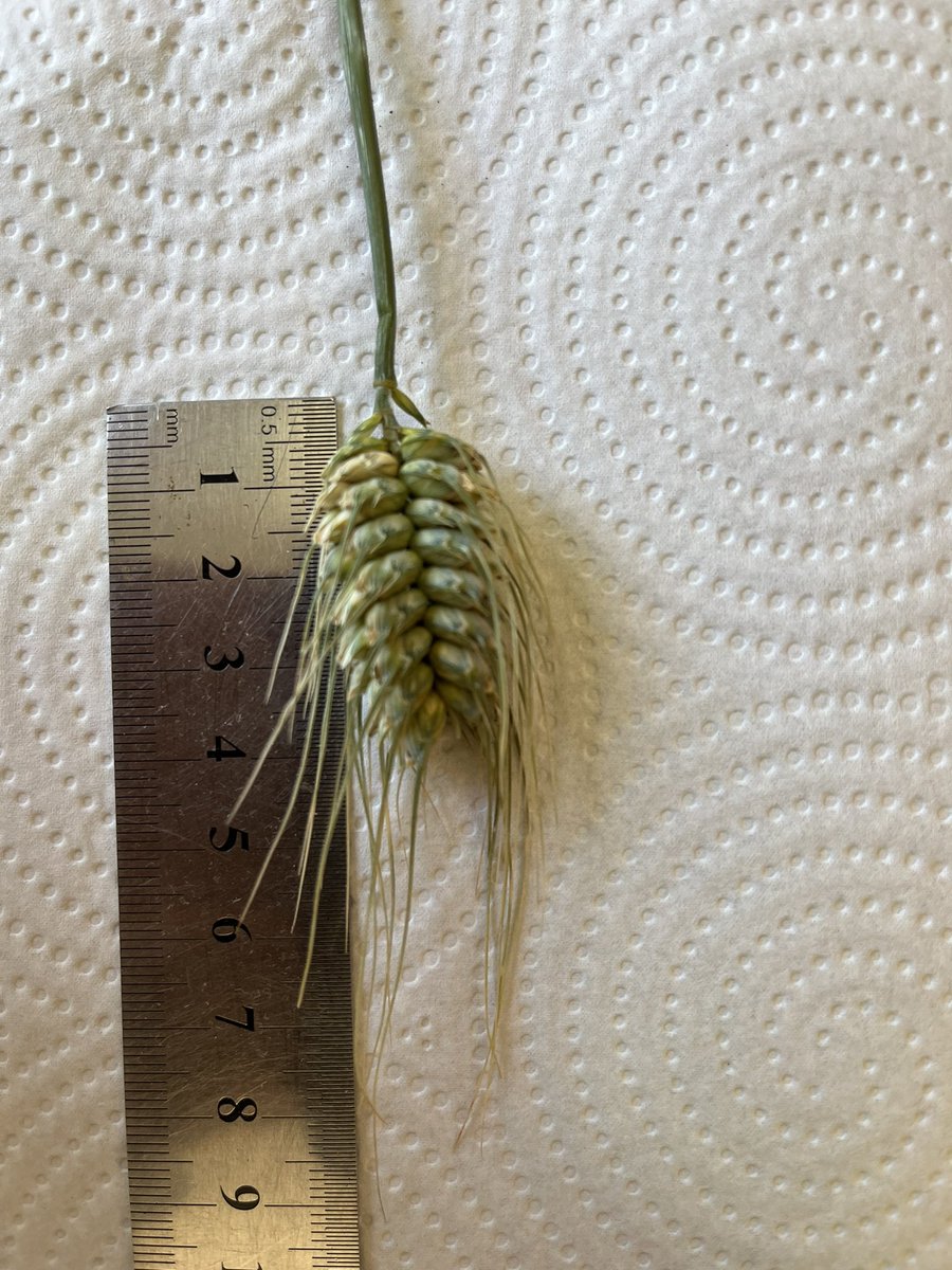 Espiga muy particular que encontramos en el campo experimental...¿Tendra buen Coeficiente de Fertilidad de Espiga <a href="/FerGGonzalez73/">Fernanda Gonzalez</a> <a href="/NicolePretini/">Nicole Pretini</a> ?