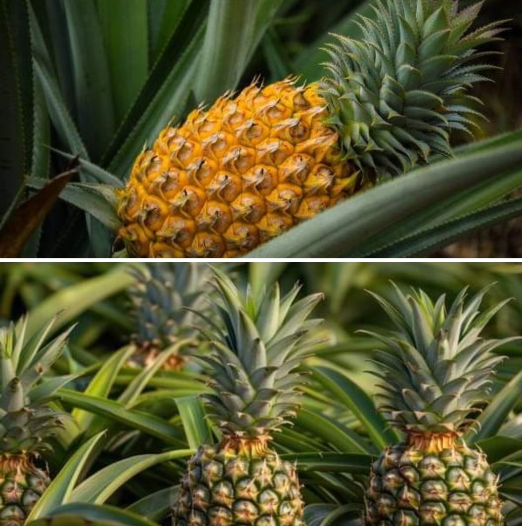 PINEAPPLE FARMING

Pineapple farming involves several steps, including land preparation, planting, maintenance, harvesting, and packaging. Here are some things to consider when growing pineapples: 

Climate
Pineapples grow best in tropical and subtropical regions with an average