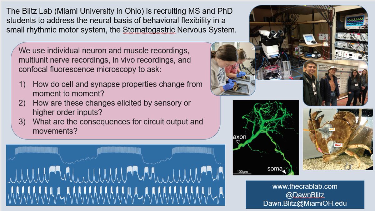 Seeking MS or PhD students for NIH-funded project. How do neuromodulators regulate neurons &amp; synapses to switch between rhythmic circuit outputs? Highly supportive environment to learn electrophysiology &amp; gain presentation (regional/national meetings), writing &amp; mentoring skills.