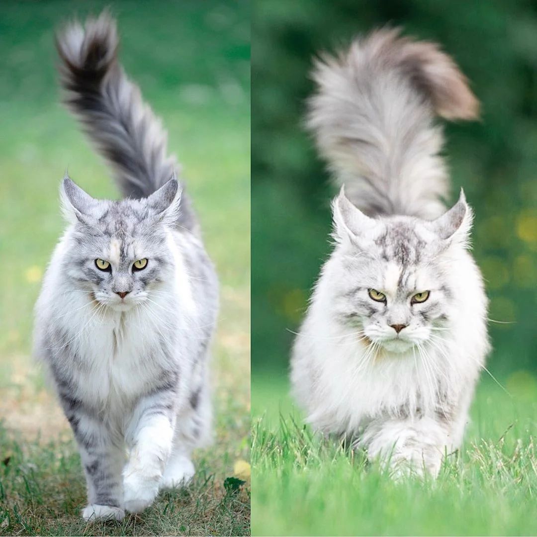 summer vs winter coat