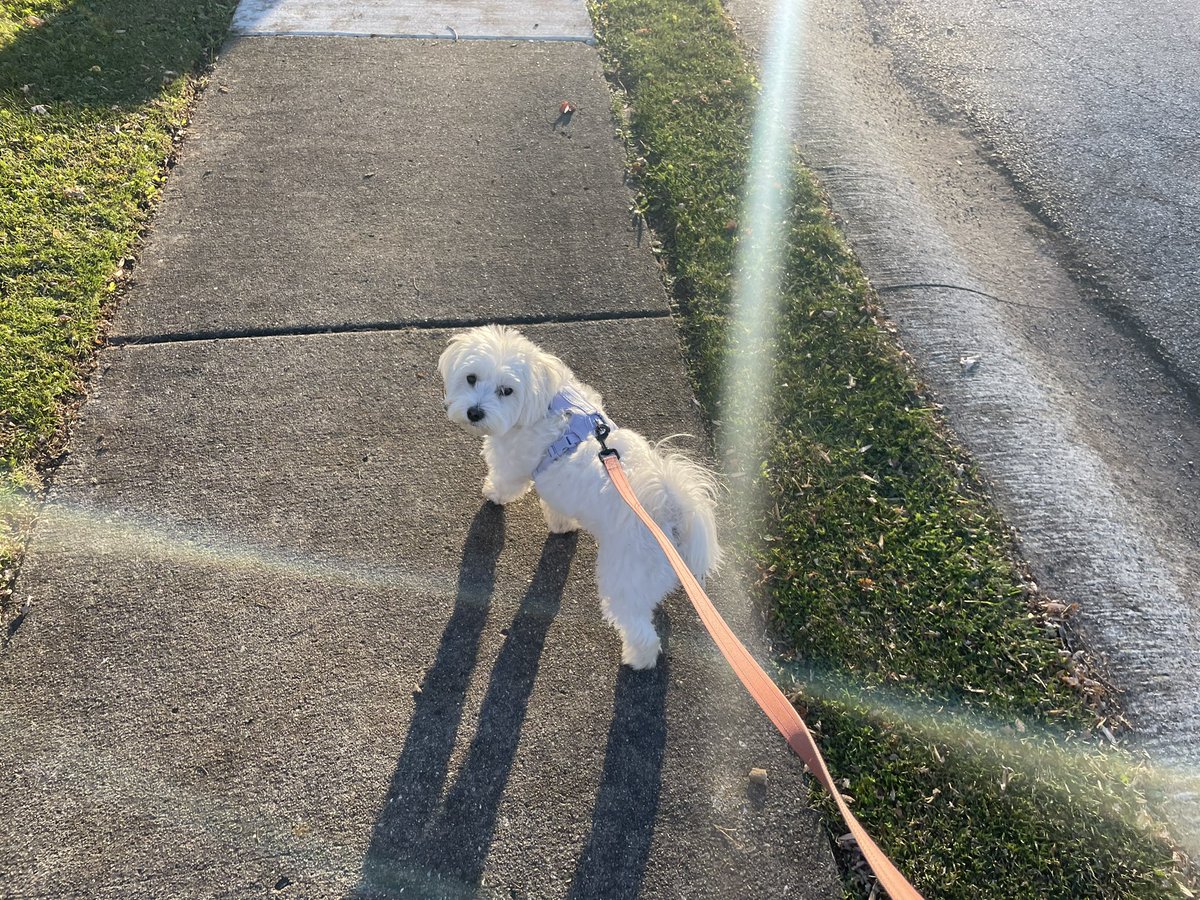GhanimaTheCoton's tweet photo. I shoot light from my floofy butt! https://t.co/lddALq3oQG