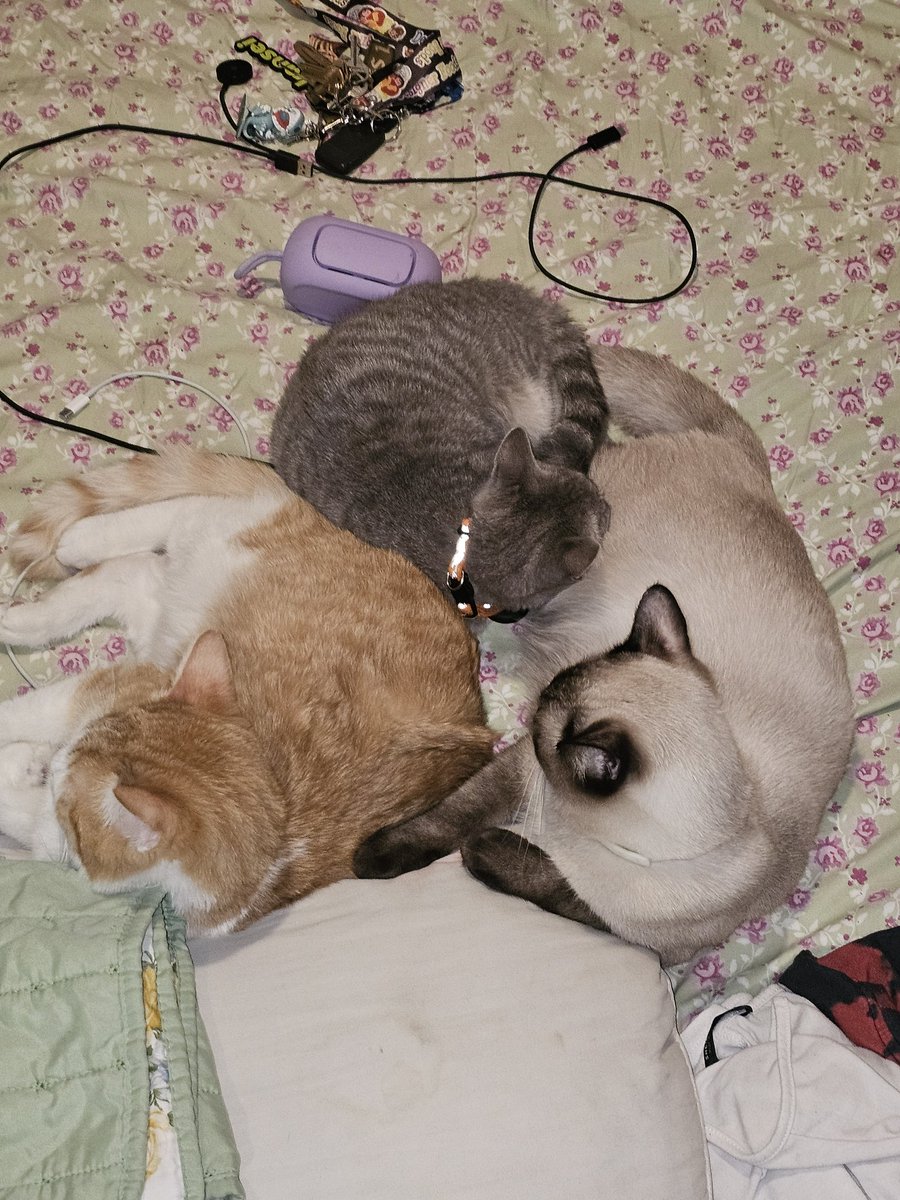 My babies my babies my babies I'm so lucky
Orange Boi is bubba
Siamese is Gojo
And lil Boi is Gooner 😻😻😻