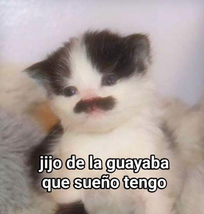 🇲🇽 México Mágico ✨ tweet media