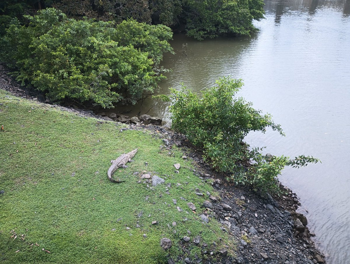 [Translation: Caution - Possible presence of crocodiles on the sidewalk] 
I saw this sign walking to the Panama Canal Visitors Center and thought, "WTF?! Why would there be crocodiles ON THE SIDEWALK?" 

20 seconds later I got my answer...