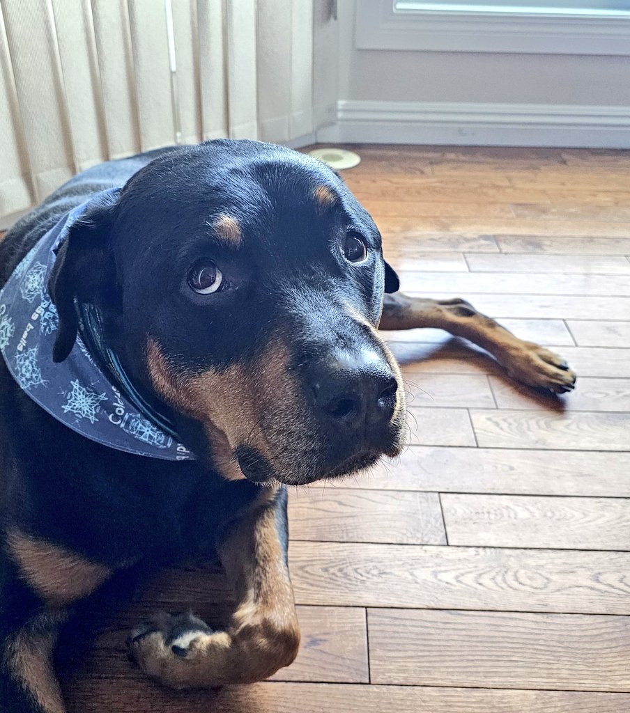 Team Servicerottie🇨🇦🐕‍🦺🦽 tweet media