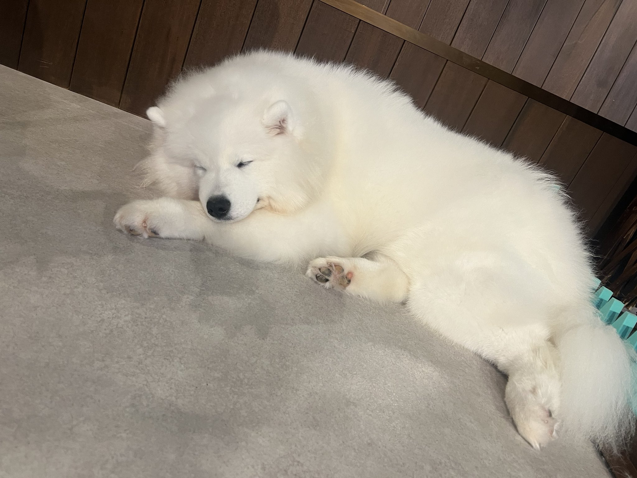 サモエド　Samoyed オリジナル　コート 出かけた先でダッツくん用メニューがあると 本当に嬉しくなる